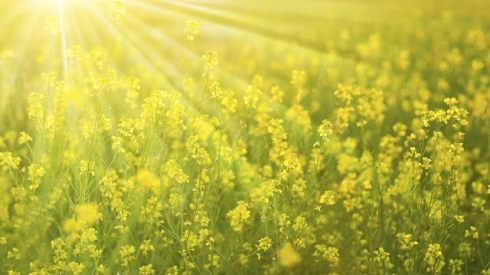 Sezon ubezpieczania upraw w toku „zielone pąki” i przymrozki wiosenne